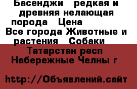 Басенджи - редкая и древняя нелающая порода › Цена ­ 50 000 - Все города Животные и растения » Собаки   . Татарстан респ.,Набережные Челны г.